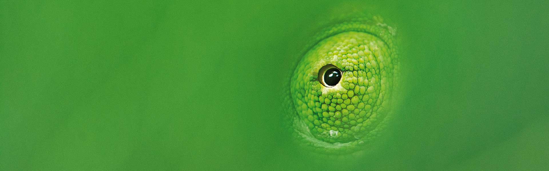 Chameleon Eye Chandrapur